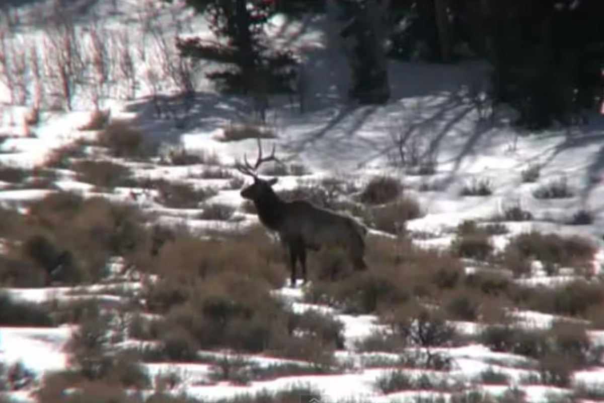 elk sheds antlers