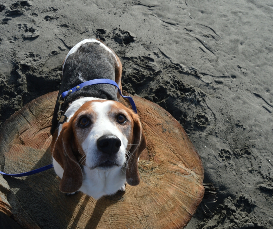 Dogs At The Beach