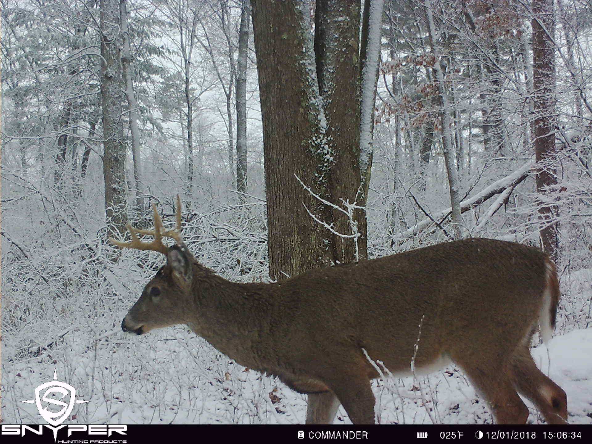 Trail Cam Tuesday