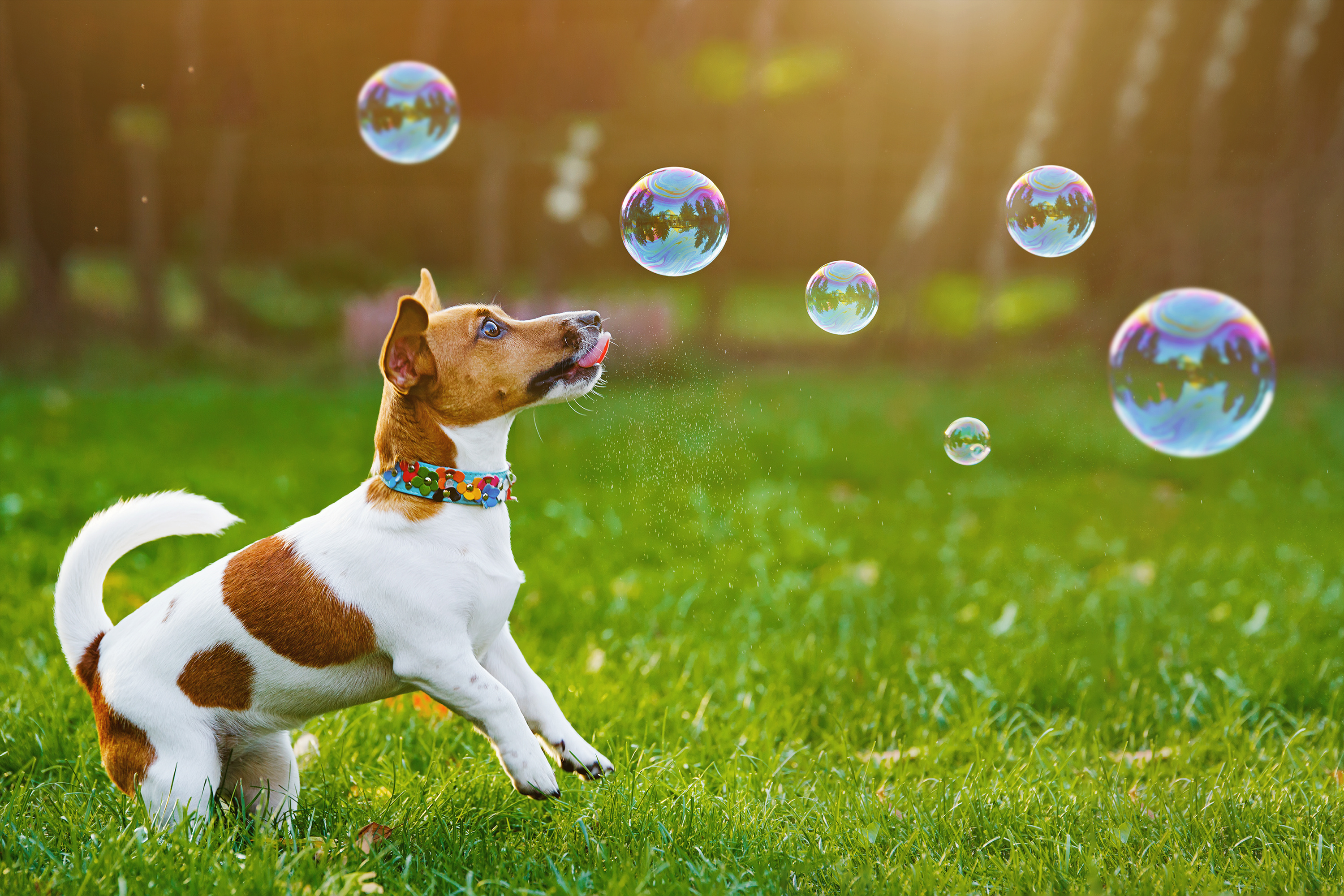 Dogs With Bubbles 