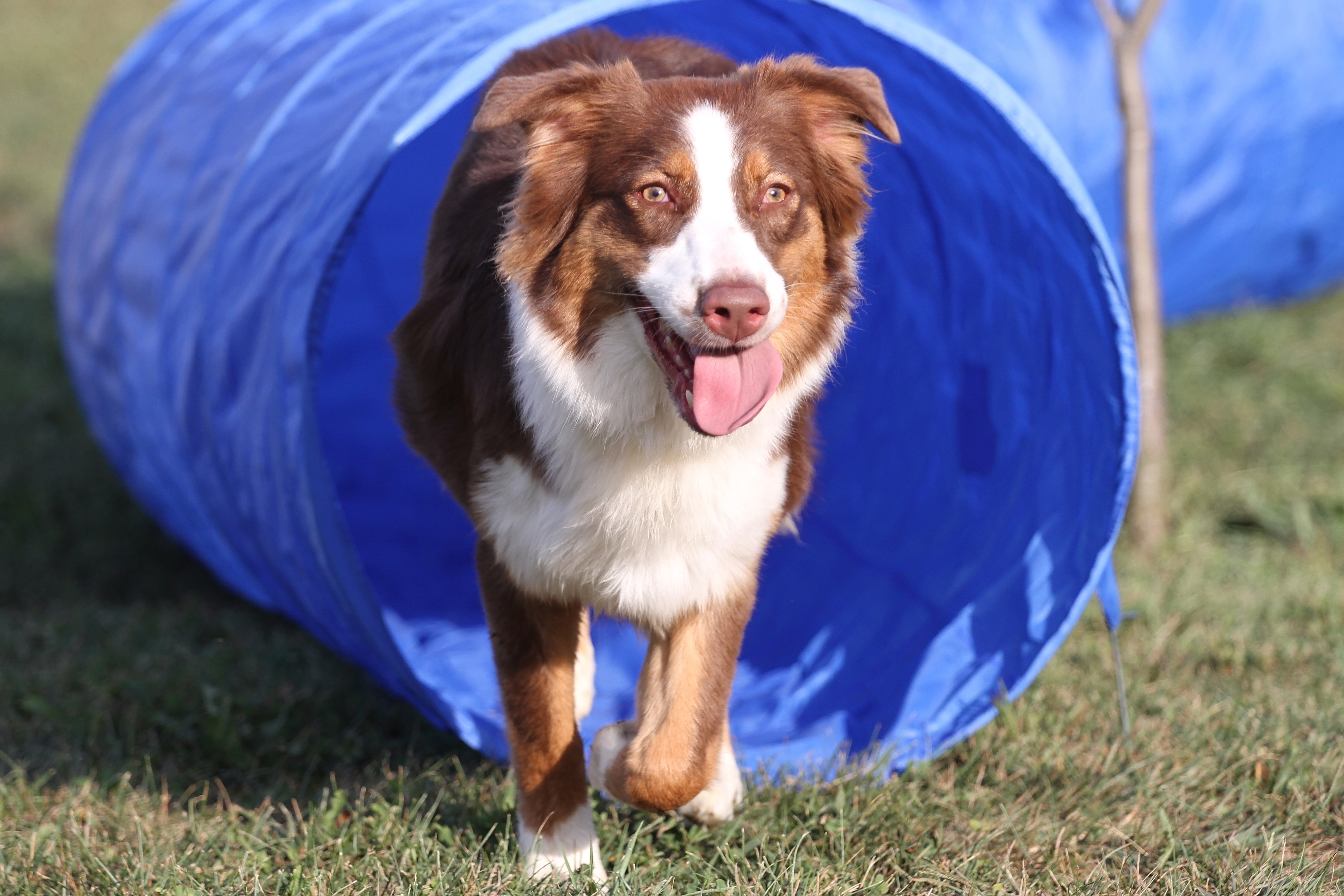 Agility Training 