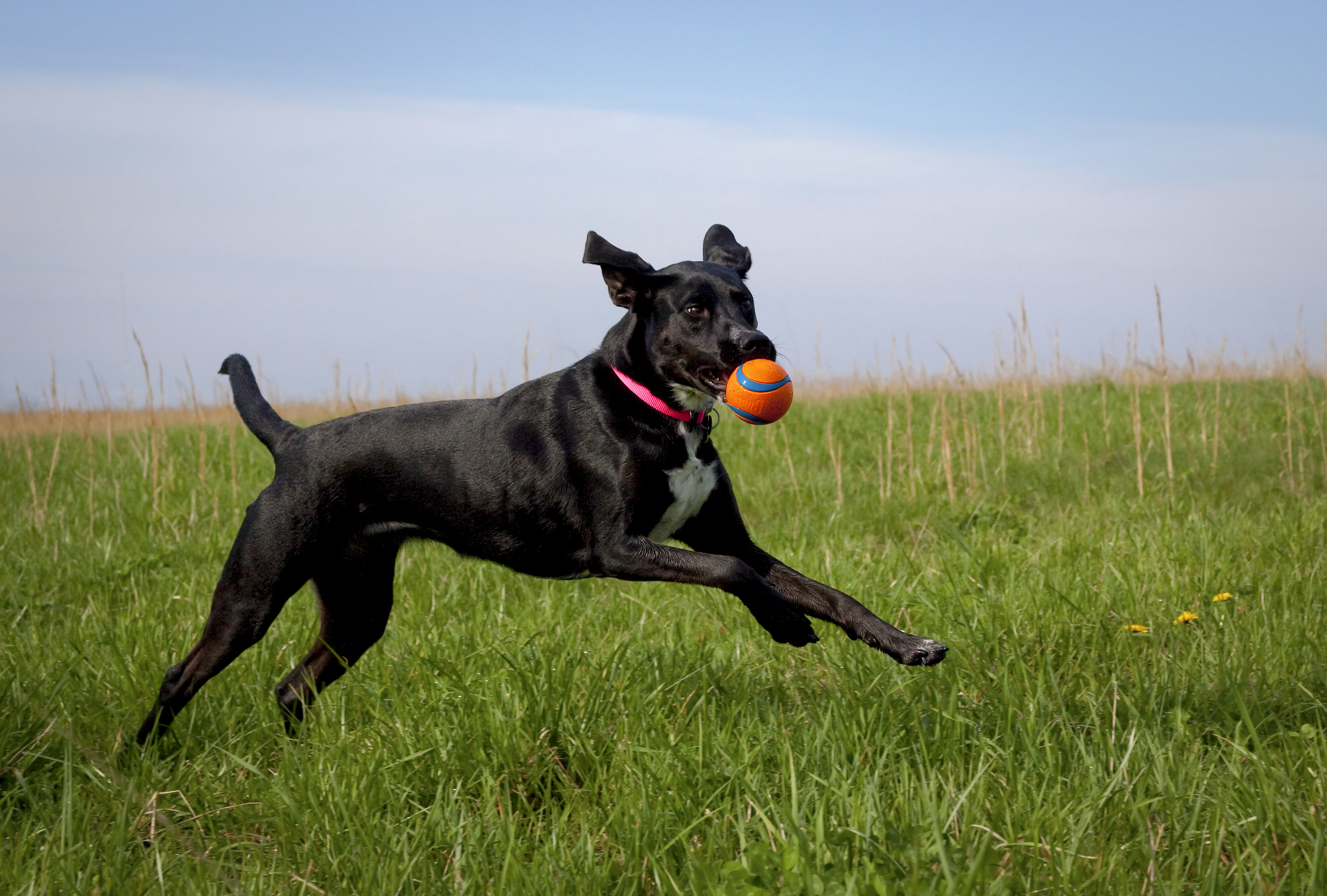 Toy enrichment 