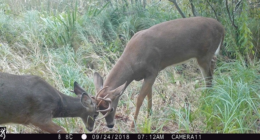 Trail Cam Tuesday