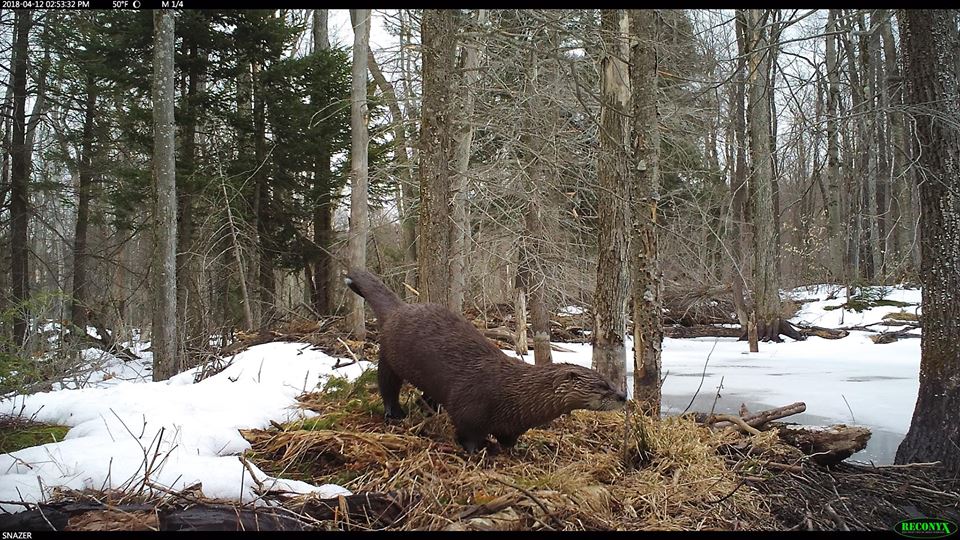 Trail Cam Tuesday