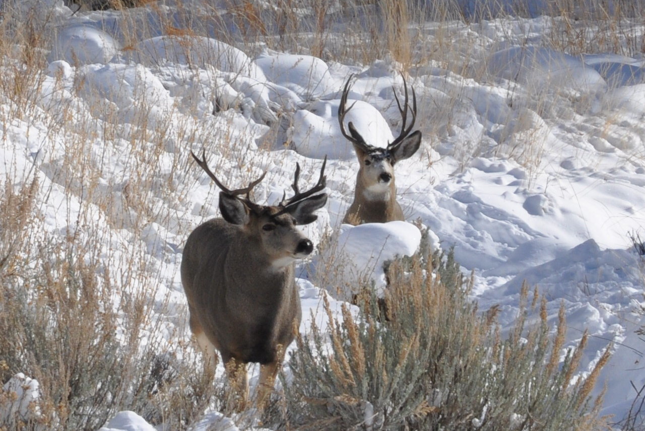 Hunting in the Snow