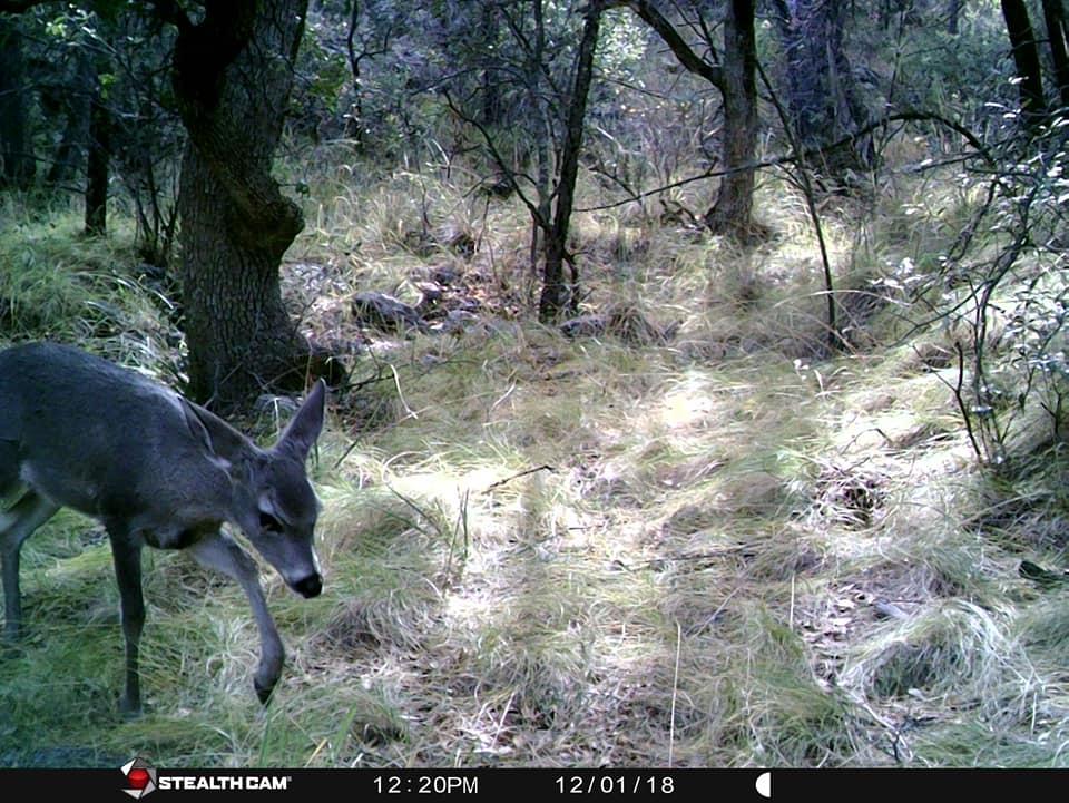 Trail Cam Tuesday