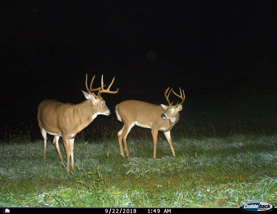 Trail Cam Tuesday