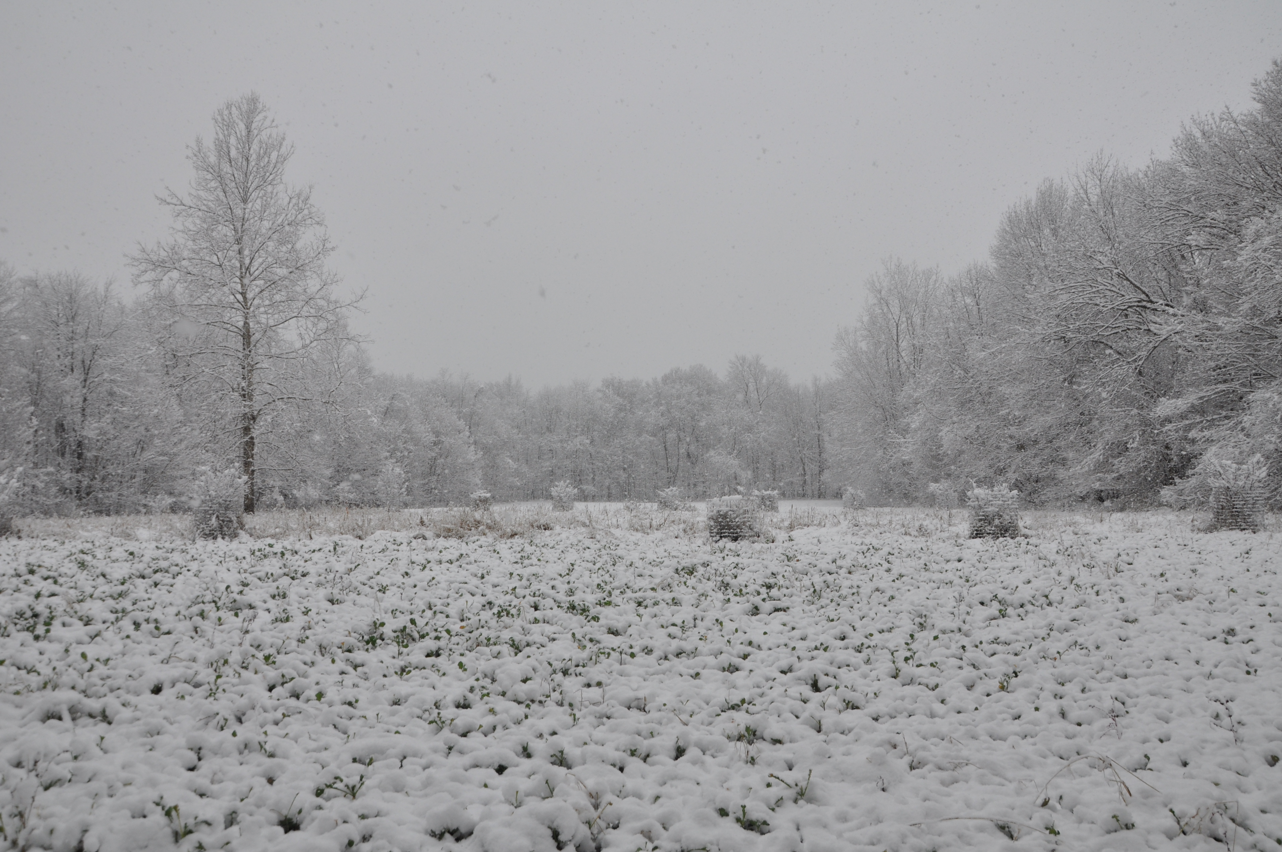 Hunting in the Snow