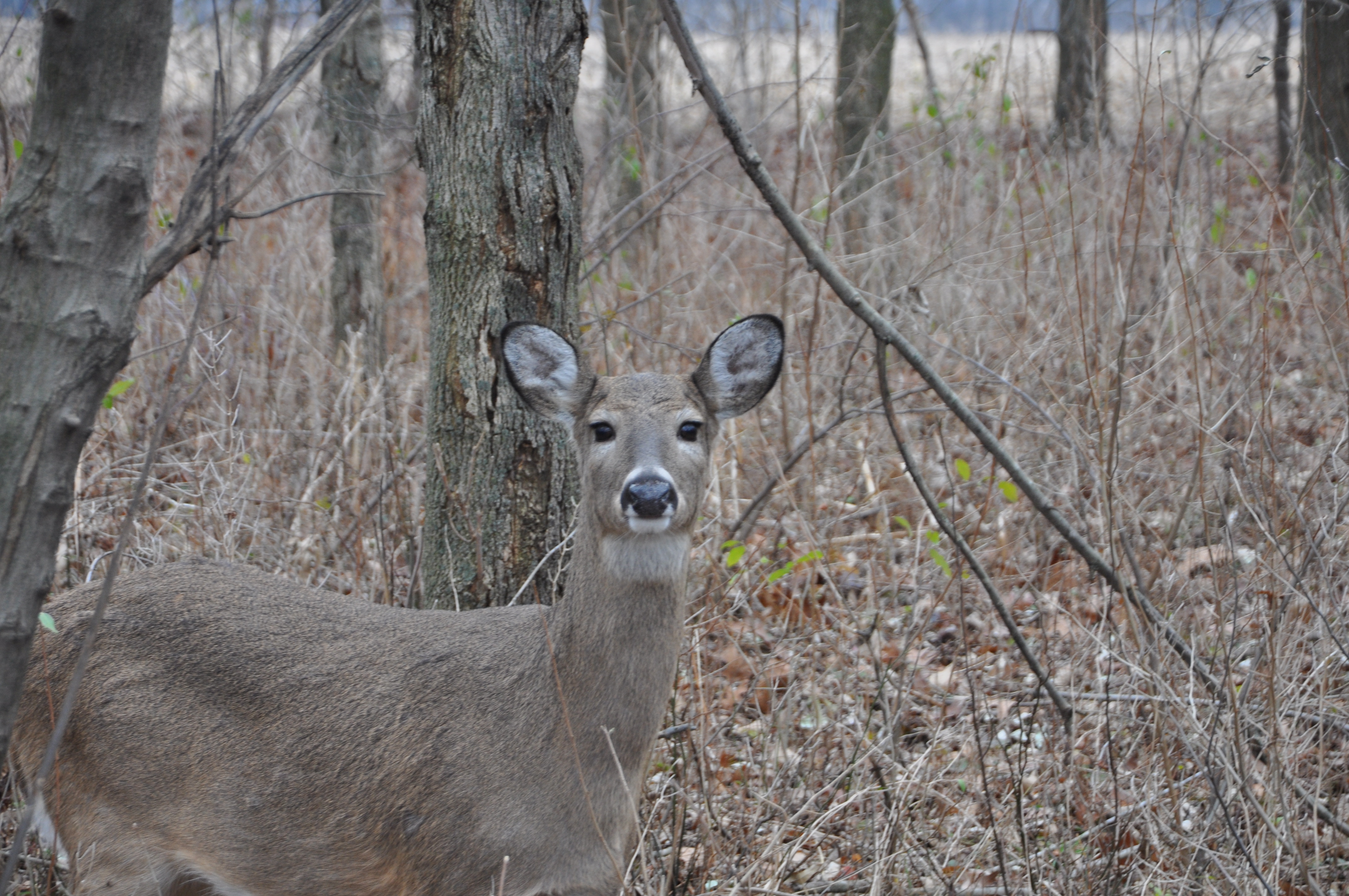 Late Season Deer Hunting