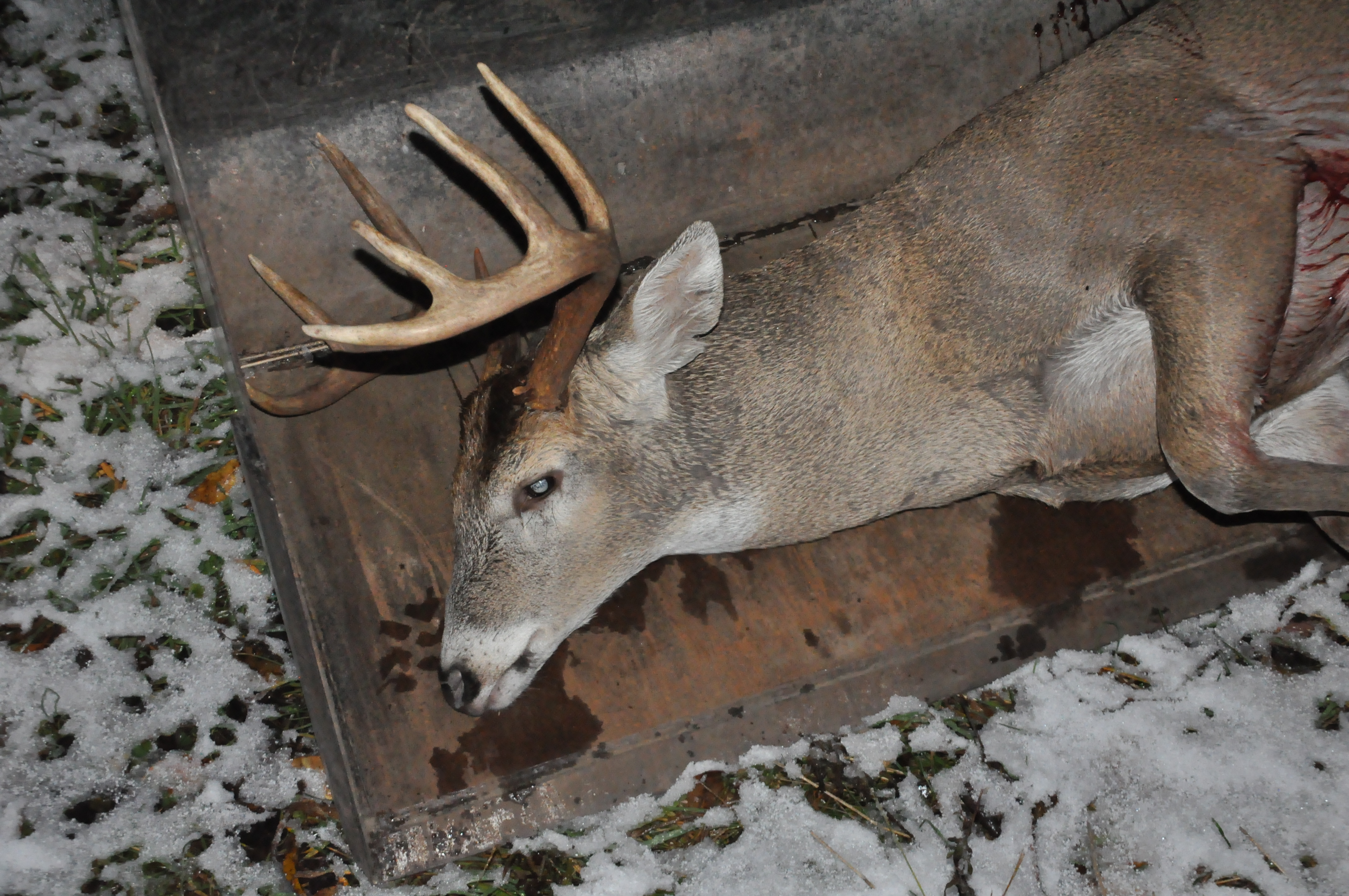 Hunting in the Snow