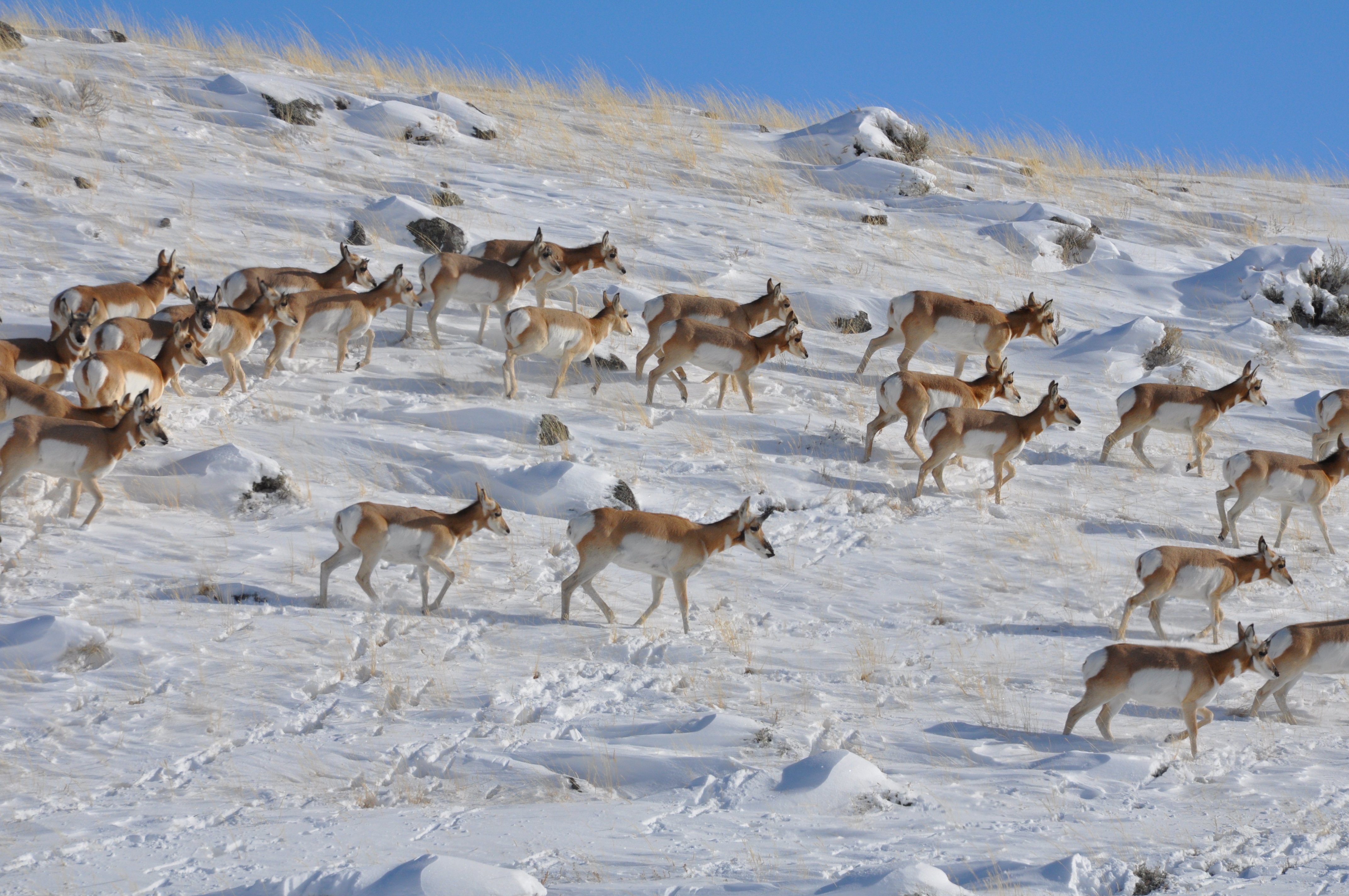 Hunting in the Snow