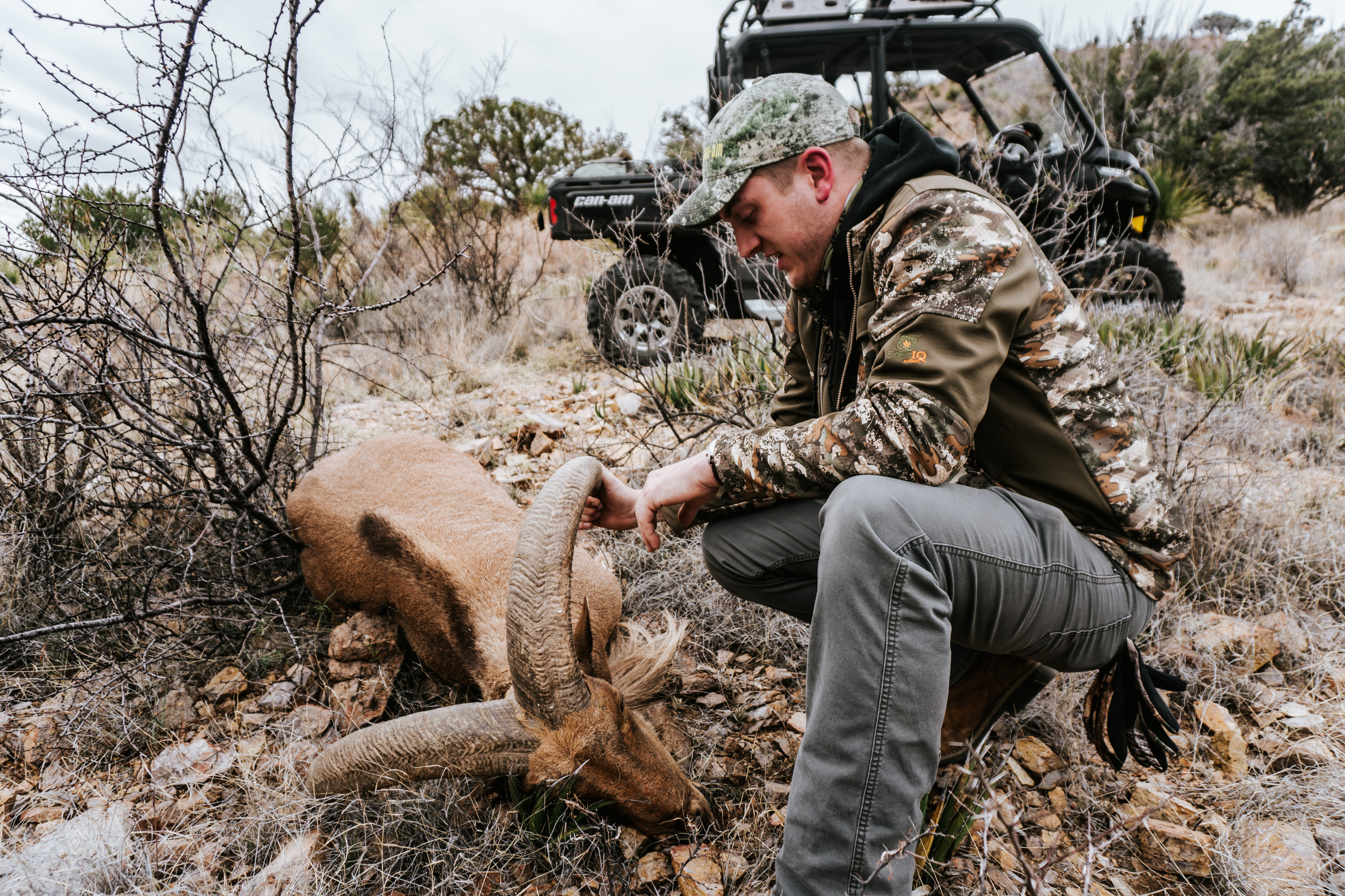 aoudad