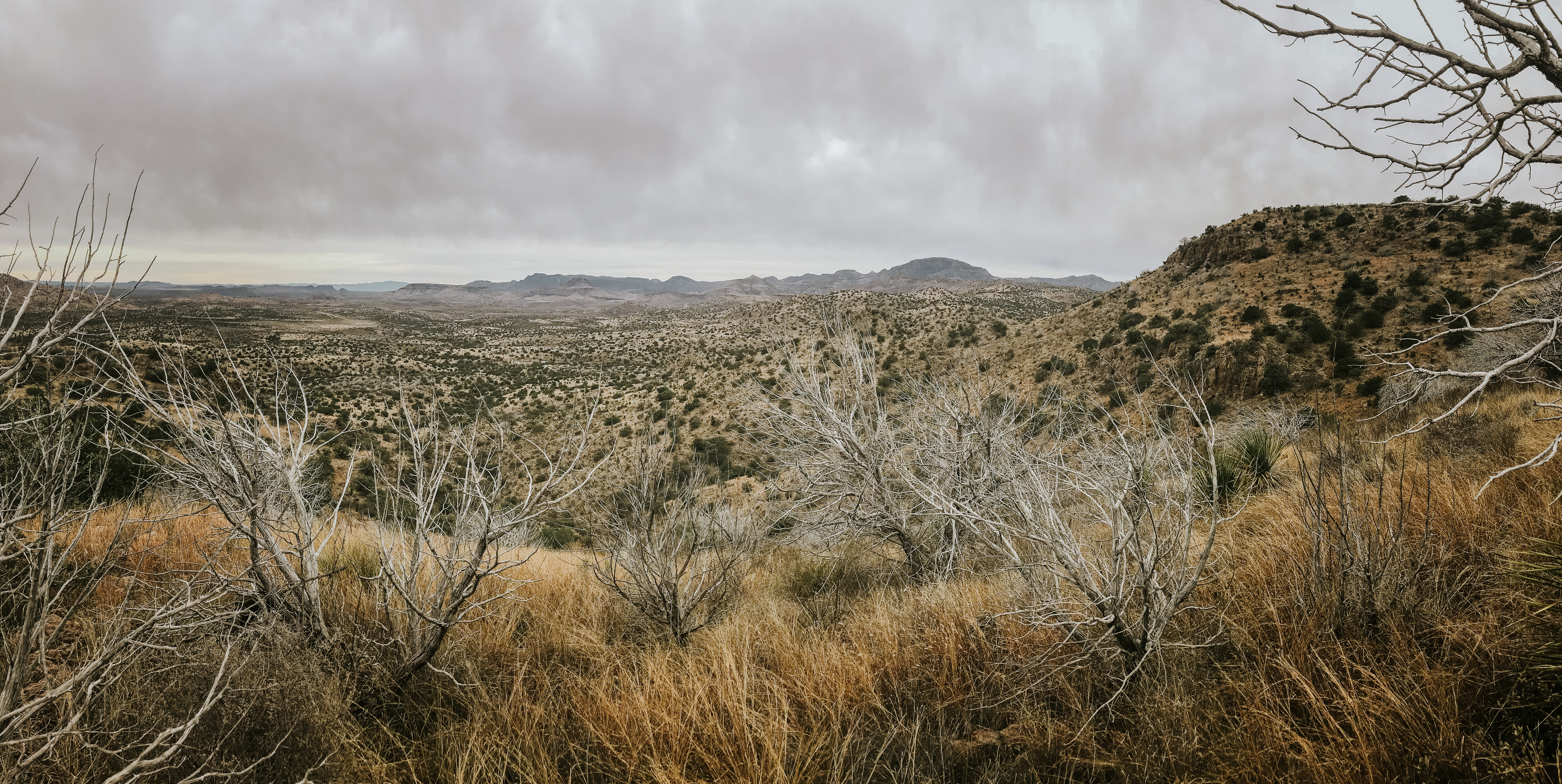 aoudad