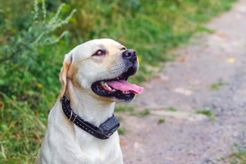 ECollar Training Positives, Negatives & Safety Tips for Use