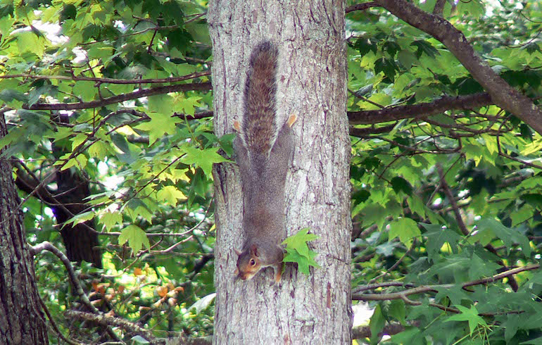 first squirrel hunt with dad