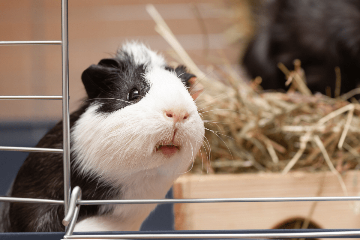 25 Sweet & Silly Guinea Pig Names