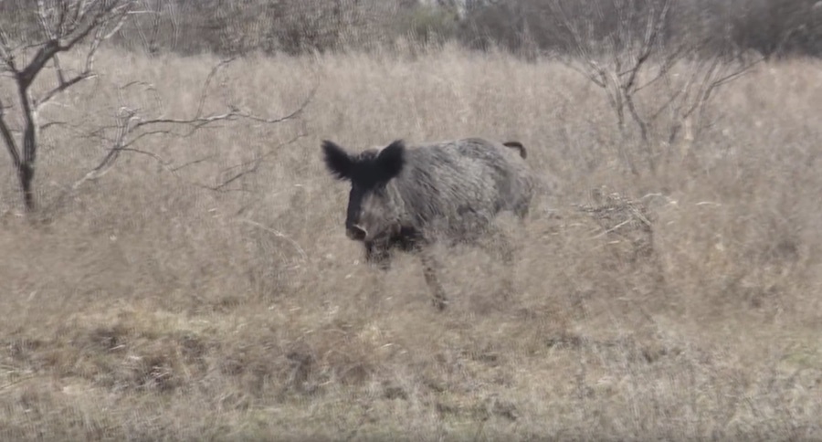 hog call