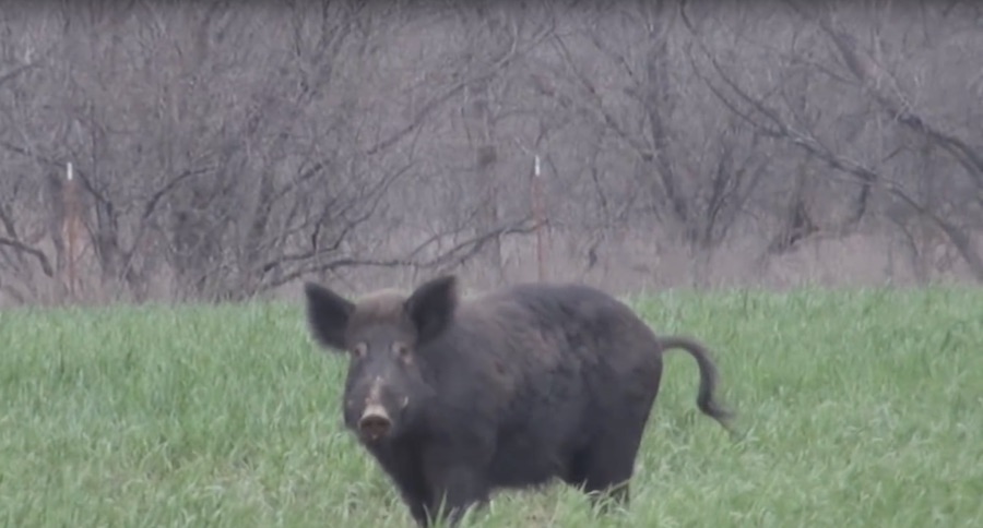 Here's One Way To Call In A Big Boar Hog