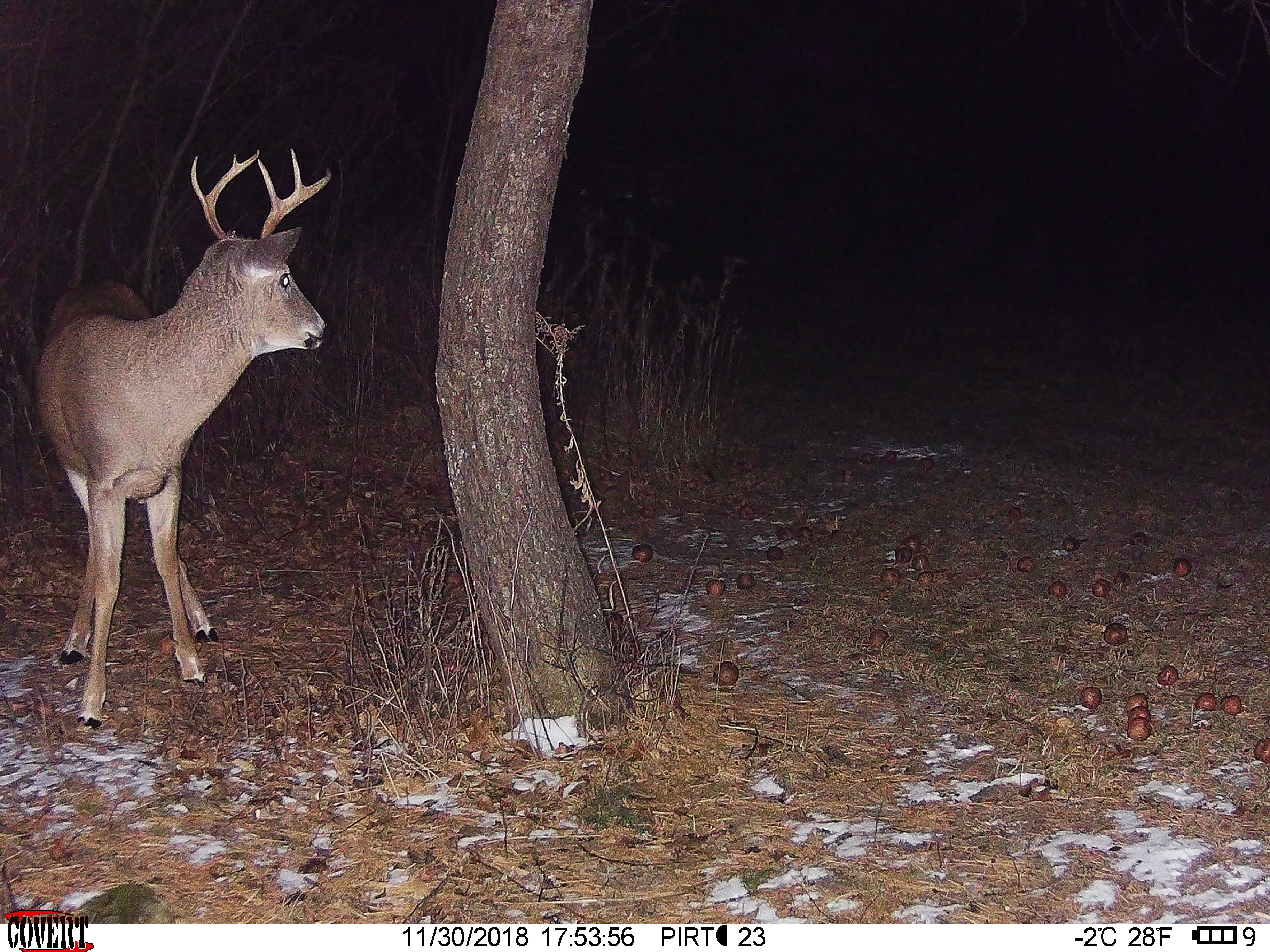 Trail Cam Tuesday