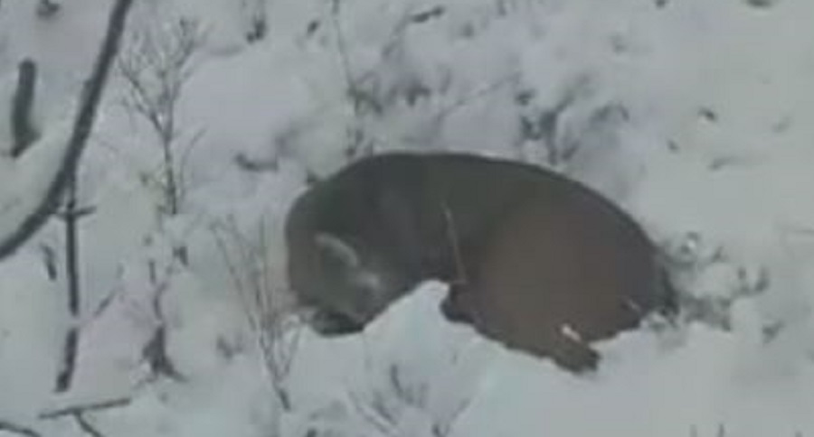Sleeping Buck