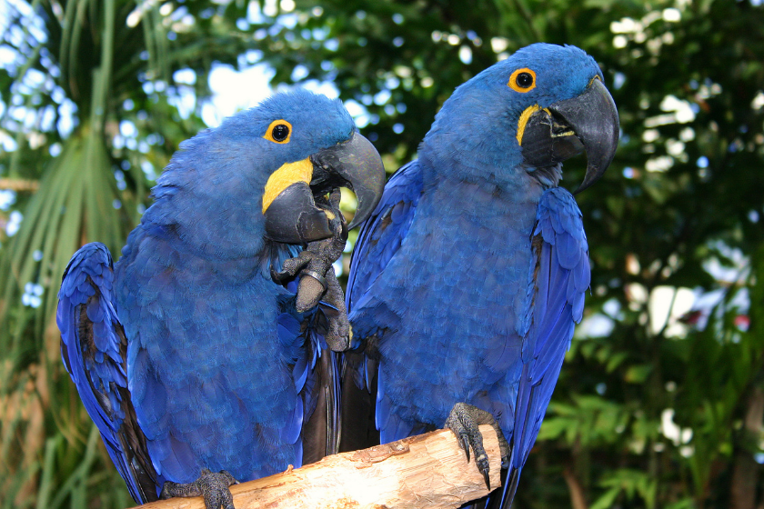 hyacinth macaw group of two on branch