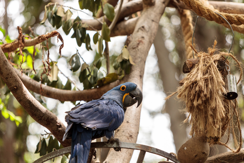pet hyacinth macaw hanging out on branch