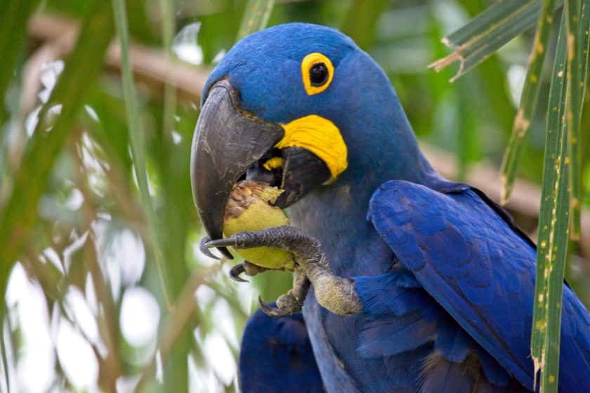 hyacinth macaw bird eating