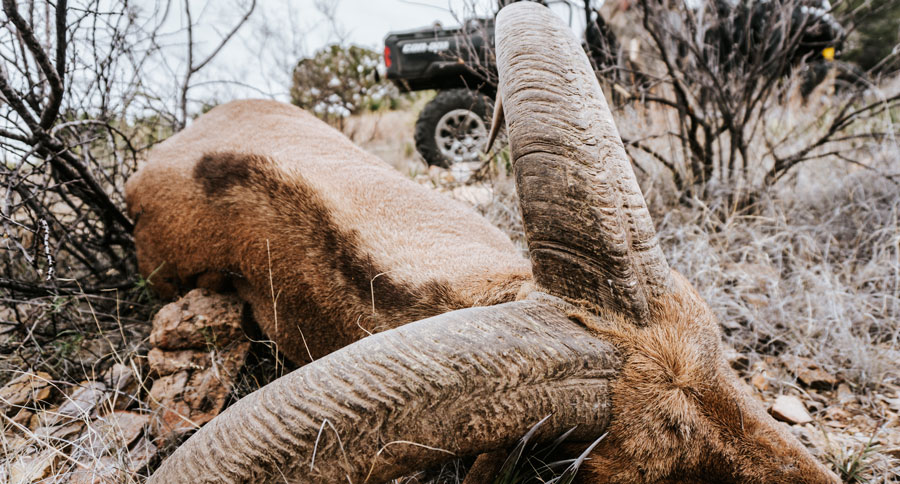 aoudad