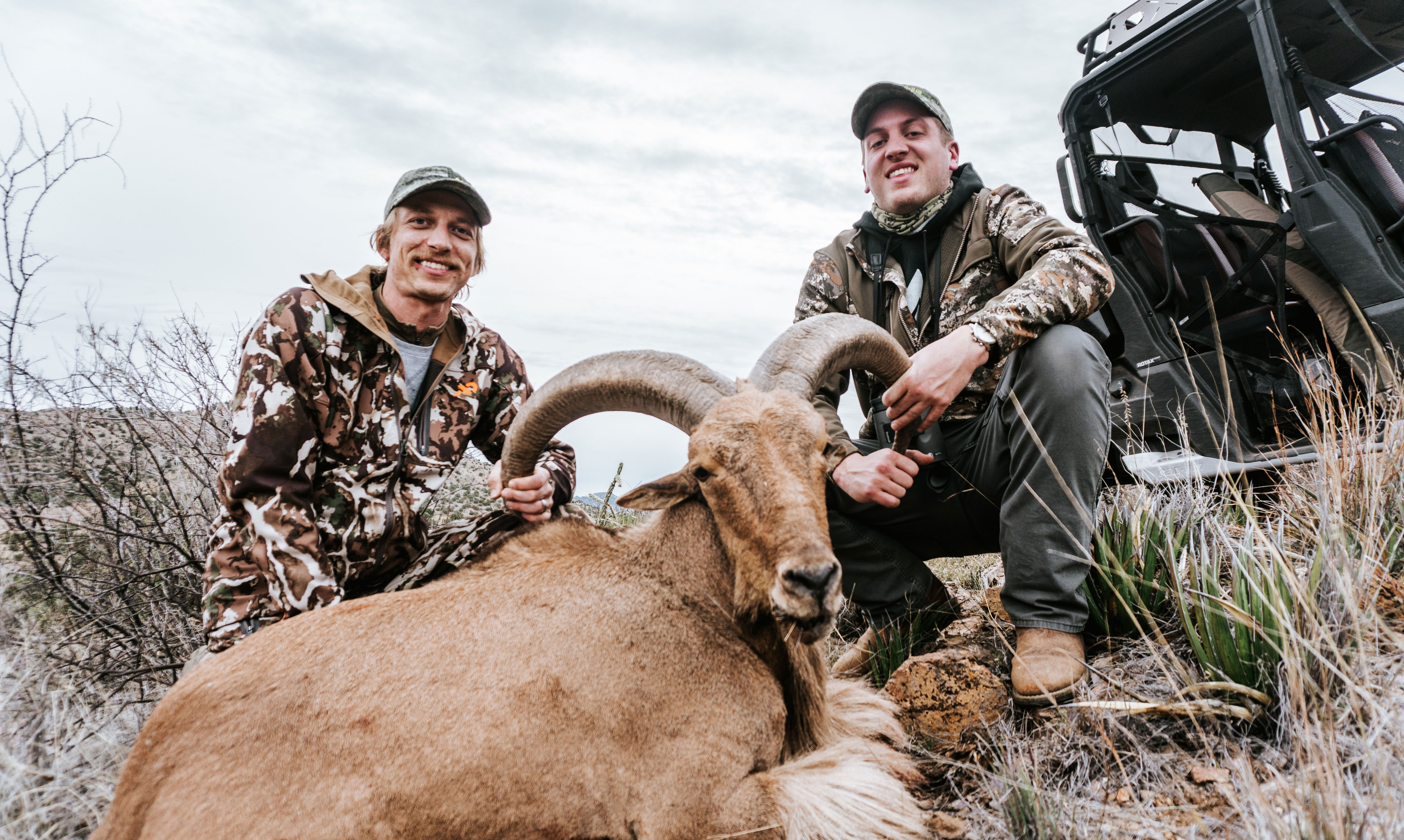 aoudad