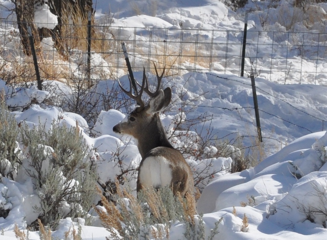 Hunting in the Snow