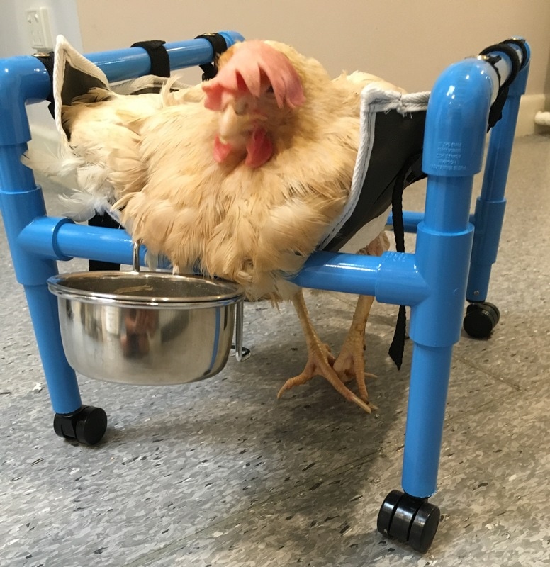 Chicken Therapy Chair
