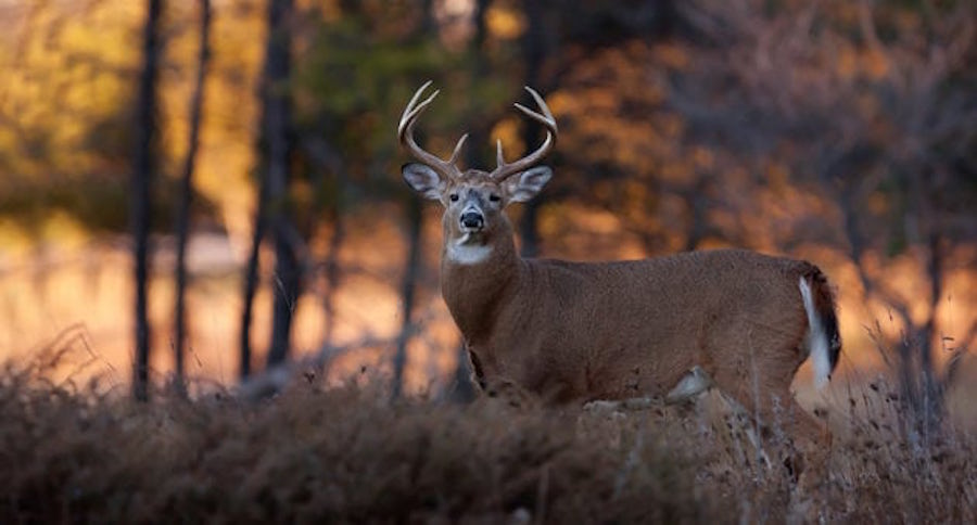 deer property