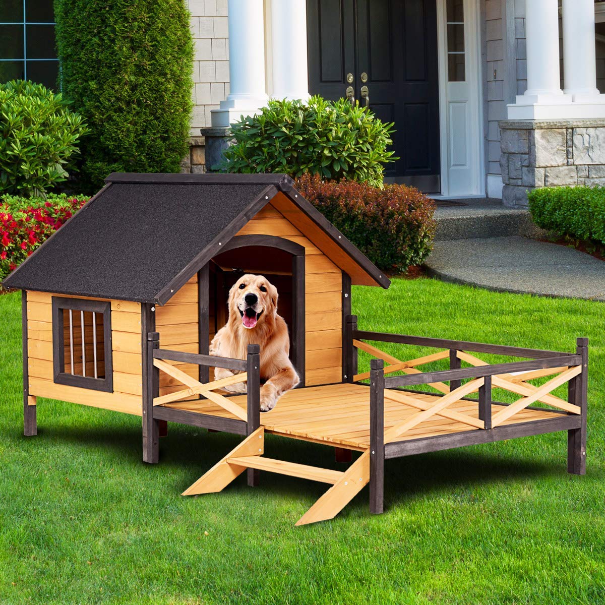 Dog House 