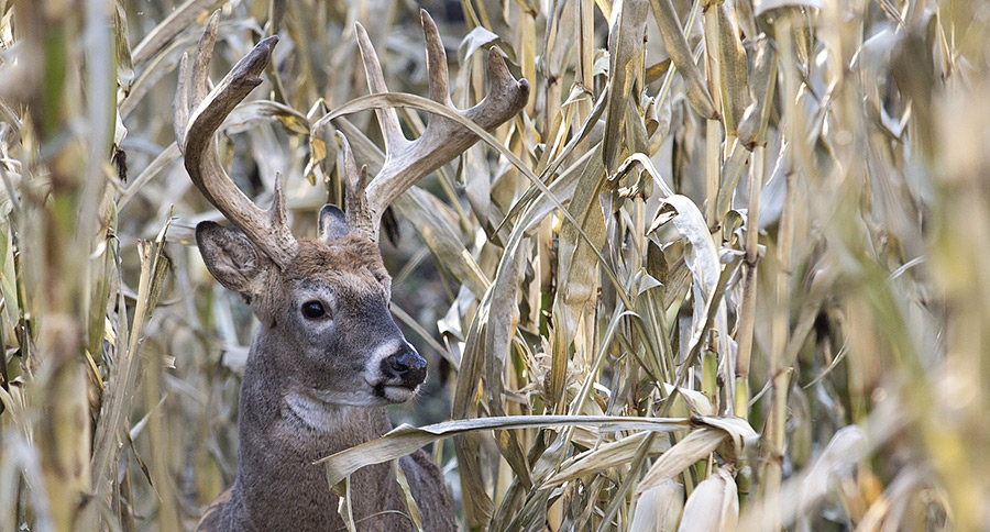 Deer Hunting