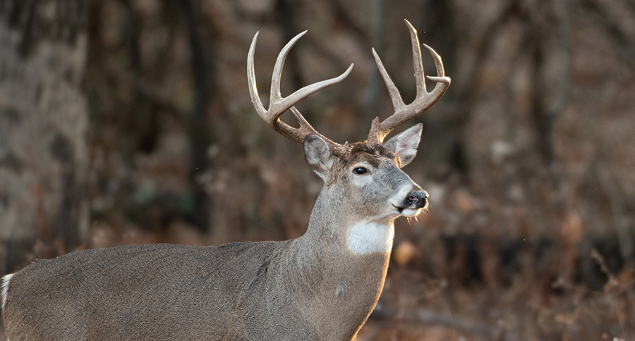 Whitetail Report