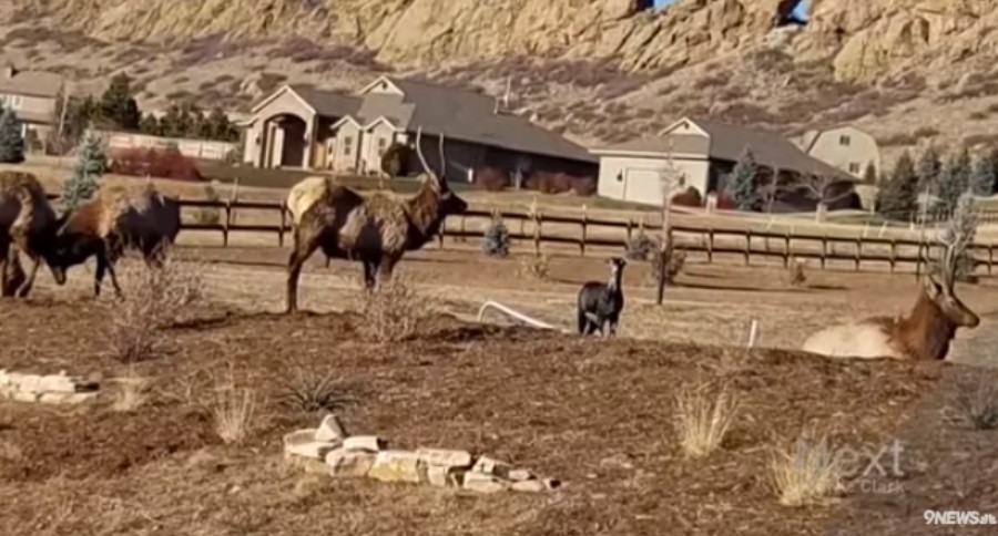 Colorado elk herd