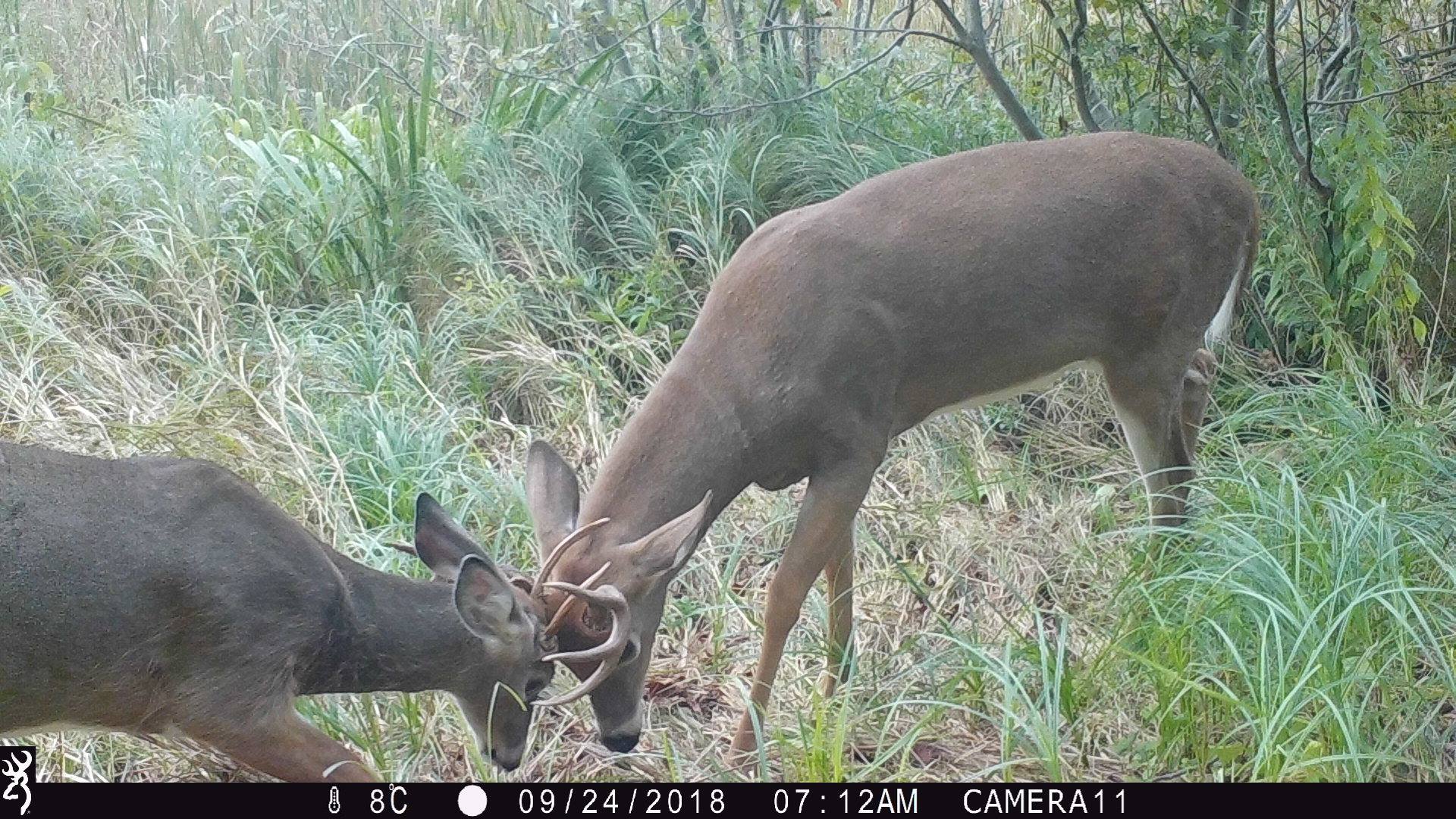 Trail Cam Tuesday