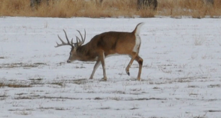 Late Season Deer Hunting