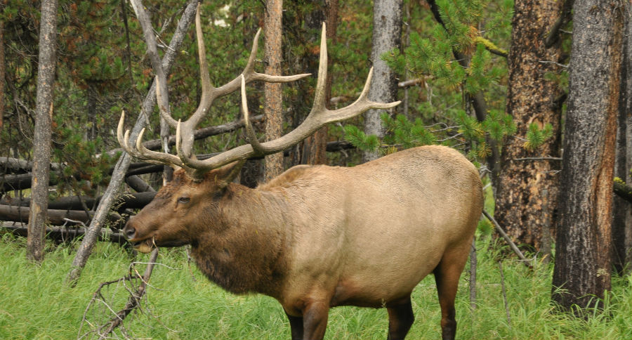 Poacher