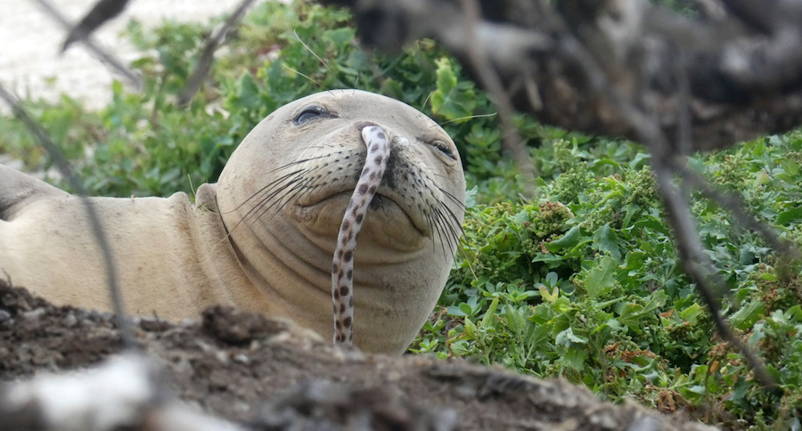 Hawaiian monk seal