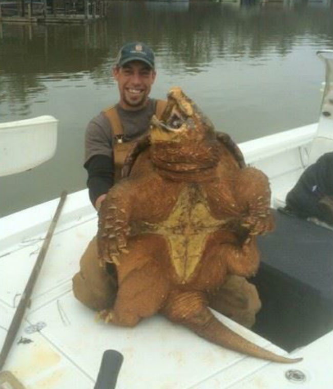 alligator snapping turtle