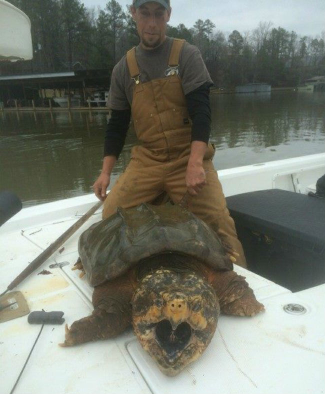 alligator snapping turtle