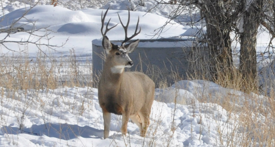 Hunting in the Snow
