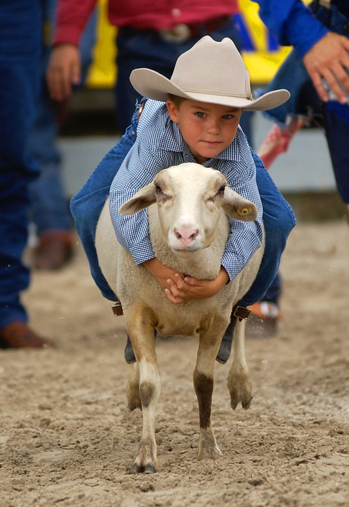 mutton bustin