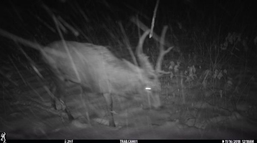 exotic sika deer