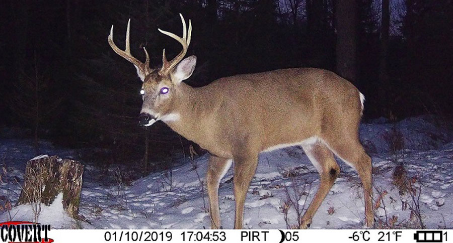 Trail Cam Tuesday