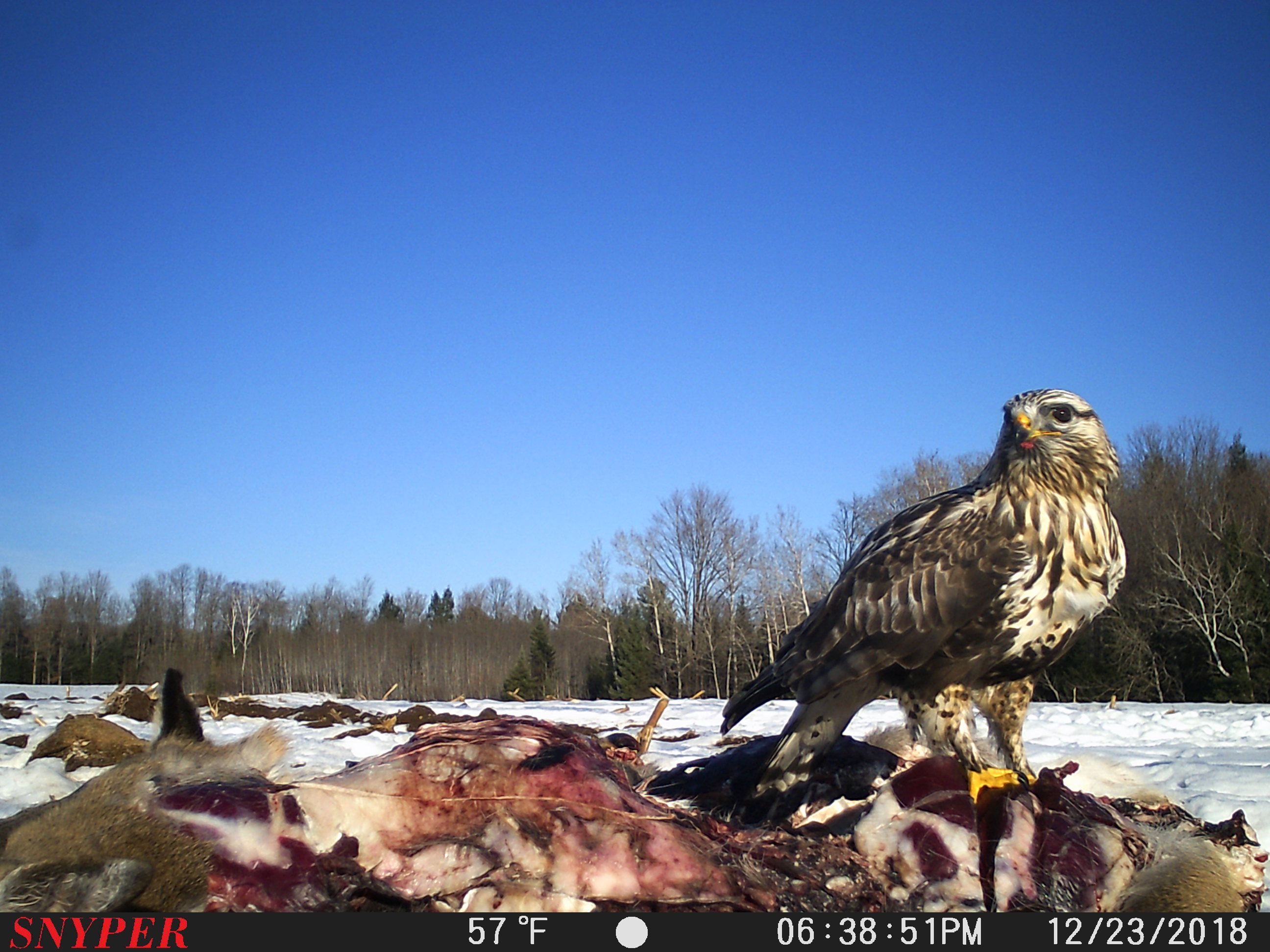 Trail Cam Tuesday