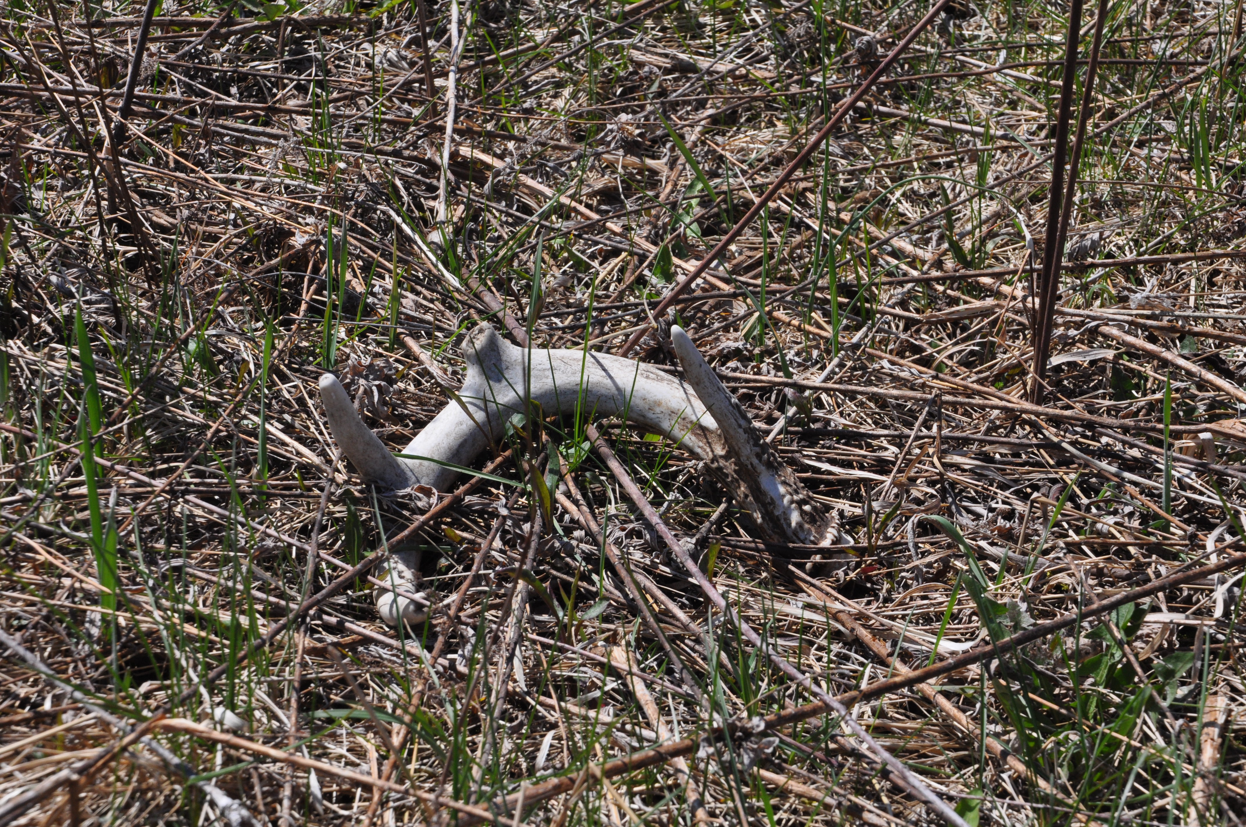 Shed Hunting