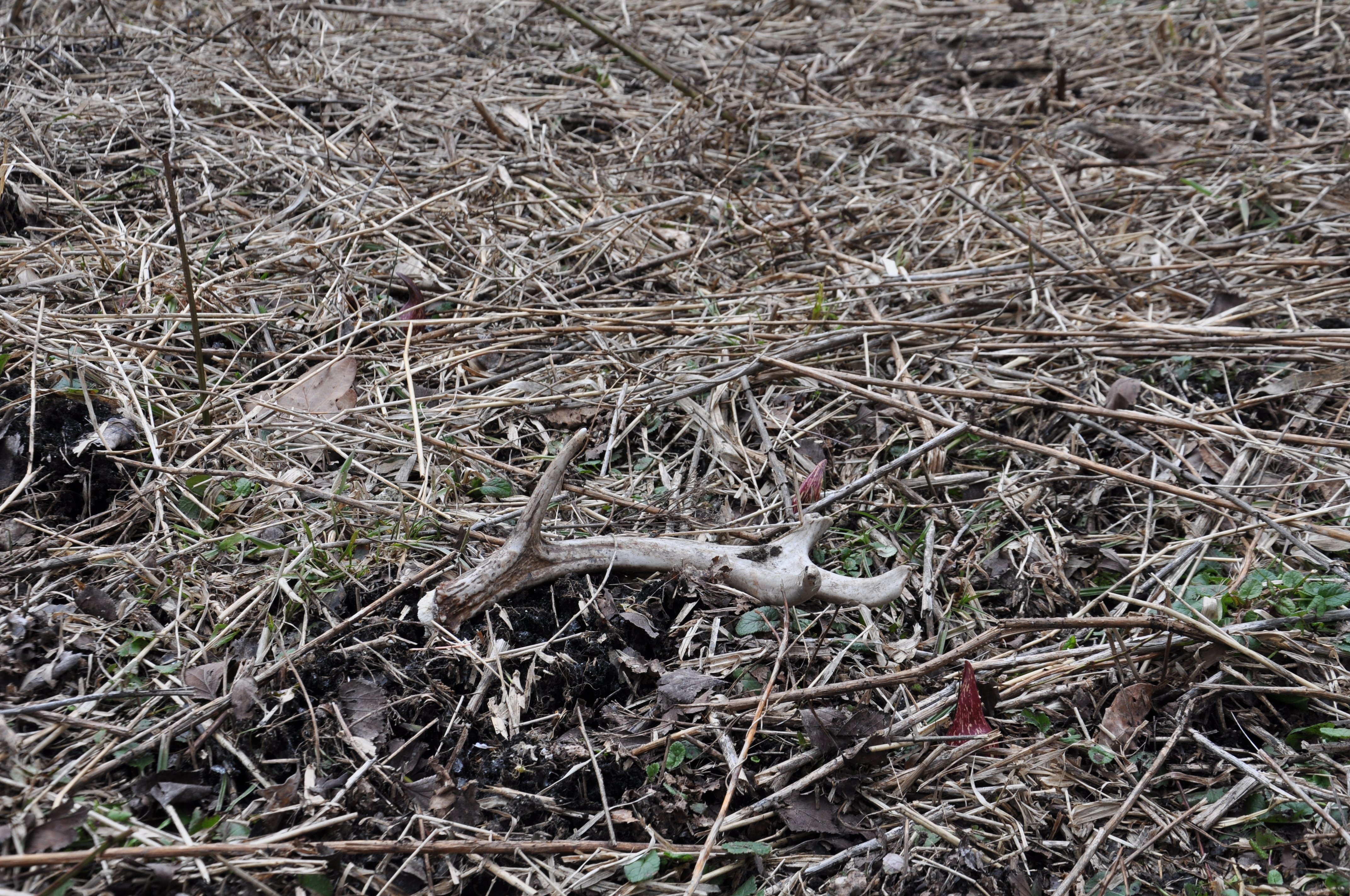 Shed Hunting