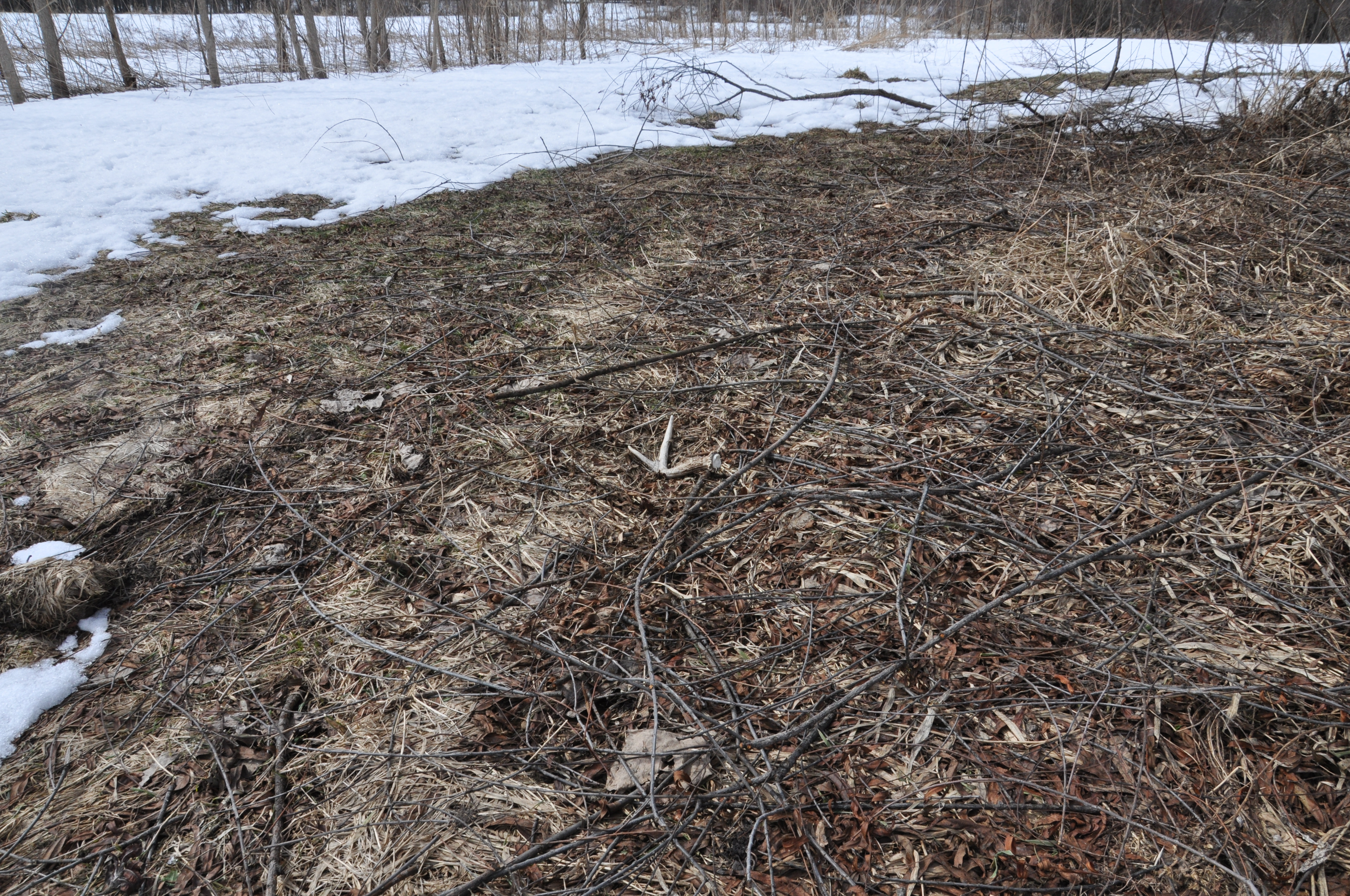 Shed Hunting